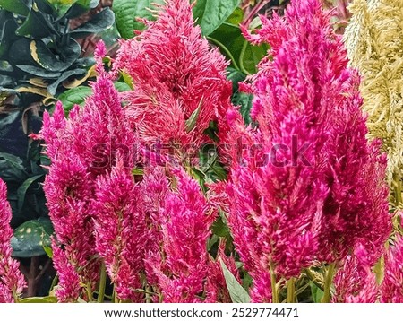 Celosia, commonly known as cockscomb or wool flower, is a vibrant and unique flowering plant. 