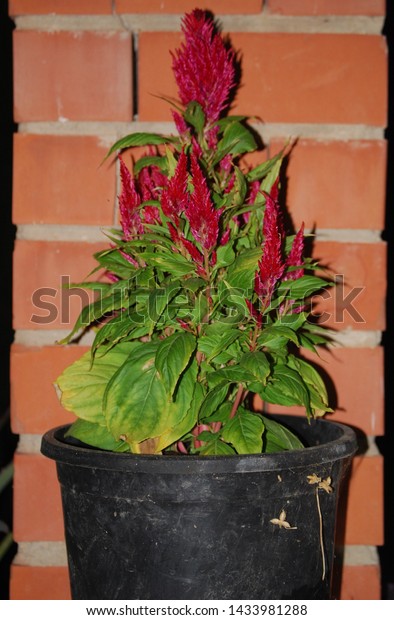 Celosia Dragons Breath Plant Red Floral Stock Photo Edit Now