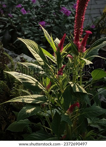 Celosia flowers are hermaphroditic flowers. This red celosia plant is also known as the red cockscomb flower or wool flower