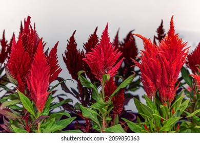 Celosia Plant, Red Feathery Amaranth, Scientific Name Celosia Argentea Var. Plumosa