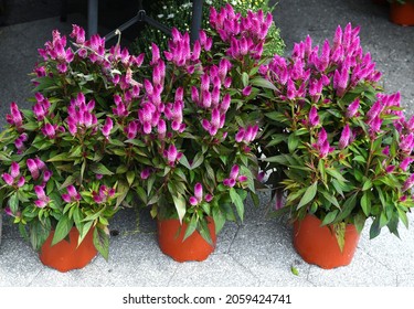 Celosia, Small Genus Of Edible And Ornamental Plants In Amaranth Family, Amaranthaceae