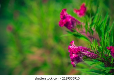 Celosia Is A Small Genus Of Edible And Ornamental Plants In The Amaranth Family, Amaranthaceae.