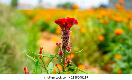 Celosia Is A Small Genus Of Edible And Ornamental Plants In The Amaranth Family, Amaranthaceae.