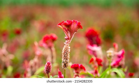 Celosia Is A Small Genus Of Edible And Ornamental Plants In The Amaranth Family, Amaranthaceae.