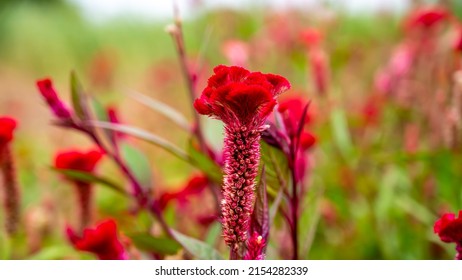 Celosia Is A Small Genus Of Edible And Ornamental Plants In The Amaranth Family, Amaranthaceae.