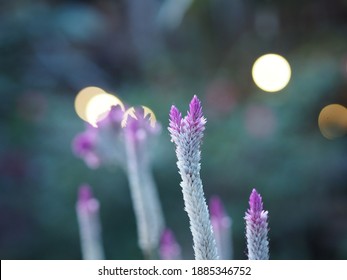 Celosia Spicata Spreng A Bouquet Of Flowers, A Cascade Bouquet. Out By The End Of The Flower Branches, White, Light Pink To Dark Pink. There Are Many Small Flowers Lined Up Dense Blooming In Garden