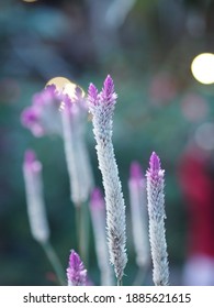 Celosia Spicata Spreng A Bouquet Of Flowers, A Cascade Bouquet. Out By The End Of The Flower Branches, White, Light Pink To Dark Pink. There Are Many Small Flowers Lined Up Dense Blooming In Garden