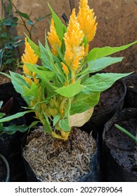 Celosia Yellow Flower. Celosia, Commonly Known As “woolflowers,” Are Members Of The Amaranth Family. Celosia (Celosia Plumosa) Are Vibrant Annual Plants That Produce Feathery, Fire Like Plumes.