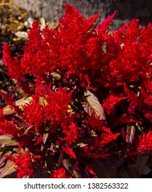 Celosias ,cockscomb, Feathered Amaranth, Woolflower Or Red Fox, Are Warm-weather Flowering Plants That Thrive In Hot Conditions With Plumed Feathery Flowers, Good For Accent Plants In Low Flower Beds.