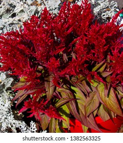 Celosias ,cockscomb, Feathered Amaranth, Woolflower Or Red Fox, Are Warm-weather Flowering Plants That Thrive In Hot Conditions With Plumed Feathery Flowers, Good For Accent Plants In Low Flower Beds.