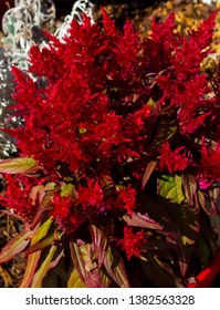 Celosias ,cockscomb, Feathered Amaranth, Woolflower Or Red Fox, Are Warm-weather Flowering Plants That Thrive In Hot Conditions With Plumed Feathery Flowers, Good For Accent Plants In Low Flower Beds.