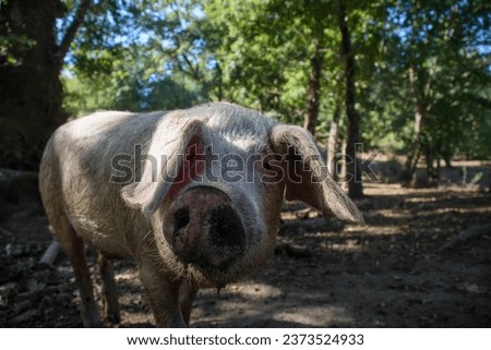 Celtic Pig in a forest, a breed of pig from Galicia in danger of extinction and with very good meat. In Spanish and Galician Porco Celta