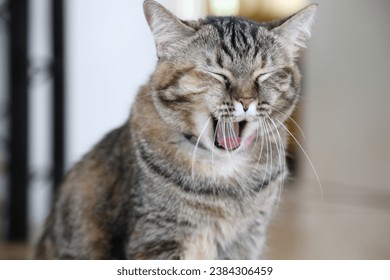 The Celtic short hair cat relaxing in the house. - Powered by Shutterstock