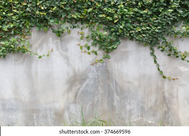 cement concrete crack wall texture and green leaf Ivy
