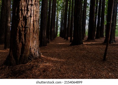 Cement Creek, Redwood Forest, Warburton, Victoria, Australia