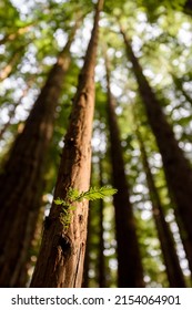 Cement Creek, Redwood Forest, Warburton, Victoria, Australia