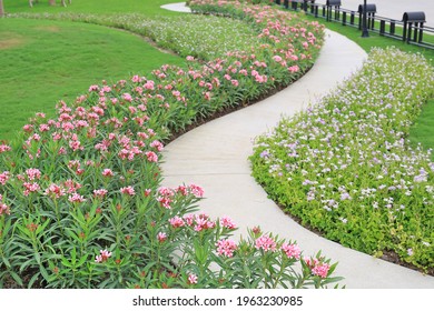 Cement path walkway with Oleander rose bay and Coromandel blooming flower beside in the garden - Powered by Shutterstock