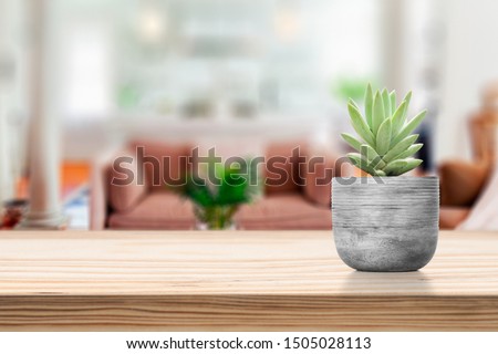 Cement Vase with Succulent on vase pot on table in living room