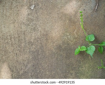 Cement wall with green ivy, with copy space - Shutterstock ID 492919135