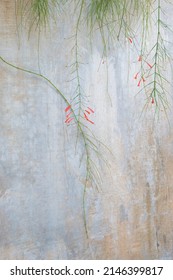 Cement wall with imperfections and delicate small pink flowers hanging on thin green vines in Bali, Indonesia. Copy space for text, title.