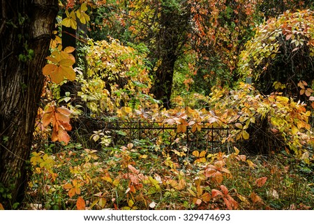 Similar – Foto Bild Herbstlicher Park Natur