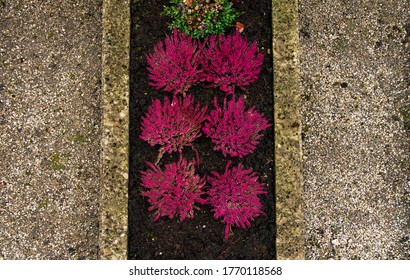 Cemetery Flower Bed Gray Grave Yard Foreshortening From Above With Pink Bushes 