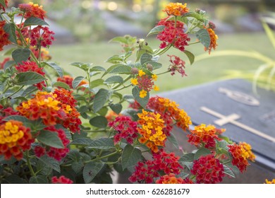 Cemetery Flowers In Graveyard