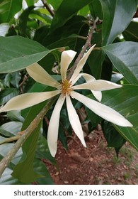 Cempaka flowers that have bloomed, this flower has the Latin name Magnolia champaca or Michelia champaca. In Indonesia it is called the Kantil flower