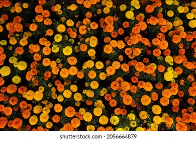 Cempasuchil flower cultivation. Orange and yellow flowers of cempasuchil. Mexican tradition