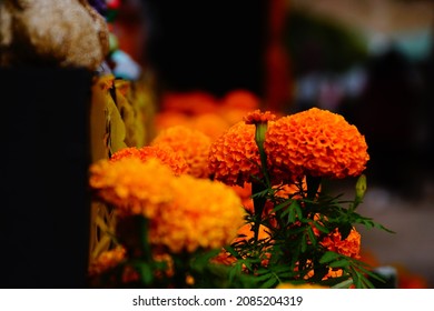 Cempasuchil Flowers On Queretaro City