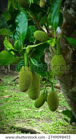 Cempedak (Artocarpus integer). Generally smaller in size, has a much stronger and sharper aroma, and its flesh is softer and more 