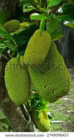 Cempedak (Artocarpus integer). Generally smaller in size, has a much stronger and sharper aroma, and its flesh is softer and more "slimy" than jackfruit.