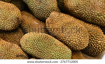 Cempedak (Artocarpus integer), a tropical fruit native to Southeast Asia. 