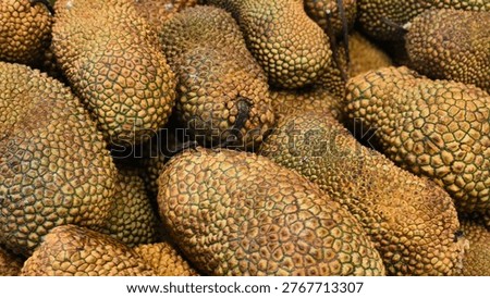 Cempedak (Artocarpus integer), a tropical fruit native to Southeast Asia. 