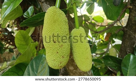 Cempedak fruit (Artocarpus integer) still hanging on the tree