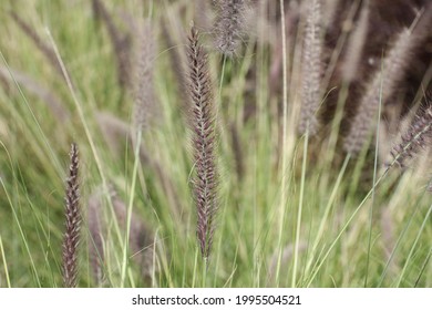 Cenchrus Setaceus, Commonly Known As Crimson Fountaingrass