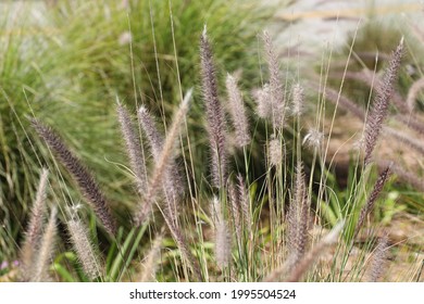 Cenchrus Setaceus, Commonly Known As Crimson Fountaingrass