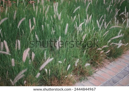 Cenchrus Setaceus, Soft Fountain Grass Swaying in Breeze, Invigorating Greenery.
