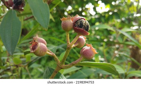 Cengkodok Is A Term By The Dayak Tribe And Melastoma Malabathricum In Botanical Name