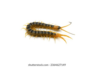 cenitipede, scolopendra isolated on white background - Shutterstock ID 2364627149