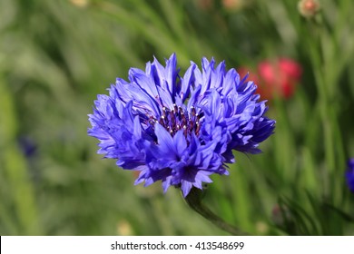 Centaurea Cyanus