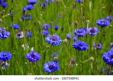 Centaurea Cyanus Field, Summer