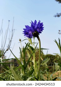 Centaurea cyanus, also known as cornflower or bachelor's button, is a beautiful flowering plant. It belongs to the Asteraceae family and is native to Europe. The plant is known for its vibrant blue.