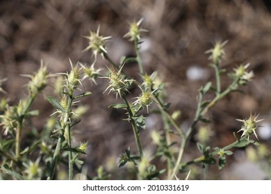 Centaurea diffusa, Compositae. Wild plant shot in summer.