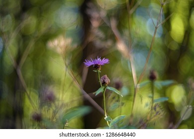 Centaurea Jacea (brown Knapweed Or Brownray Knapweed)