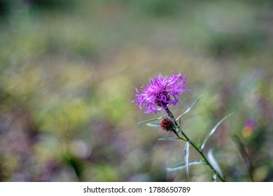 Centaurea Jacea (brown Knapweed Or Brownray Knapweed)