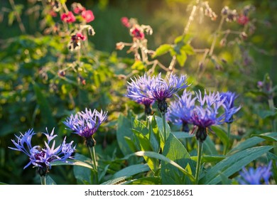 Centaurea Montana -  Blue Flowering Perennial Cornflower, Mountain Cornflower In Naturalistic Garden .