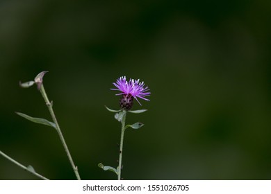  Centaurea Nigra, Lesser Knapweed, Common Knapweed, Black Knapweed