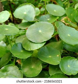 Centella asiatica, commonly known as gotu kola, kodavan, Indian gotu kola. This plant is a herbaceous plant, a perennial in the flowering plant family Apiaceae