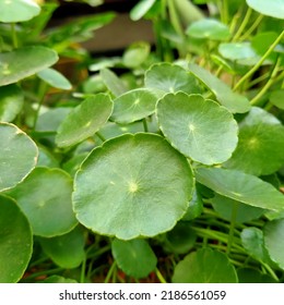 Centella asiatica, commonly known as gotu kola, kodavan, Indian gotu kola. This plant is a herbaceous plant, a perennial in the flowering plant family Apiaceae